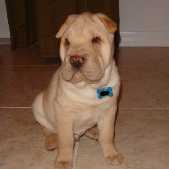 Meet your Posher, Allie - Picture 1 of 1